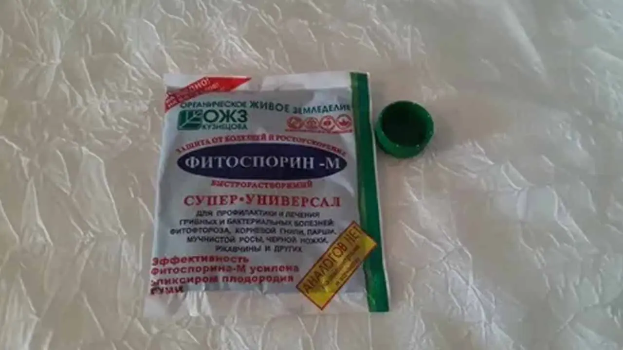 Фитофтора: споры живут в почве до 15 лет — как спасти урожай