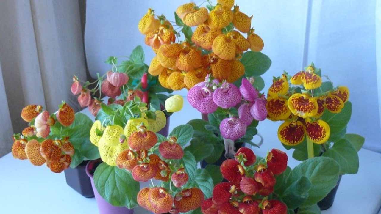 Кальцеолярия: инструкция по выращиванию цветка-туфельки