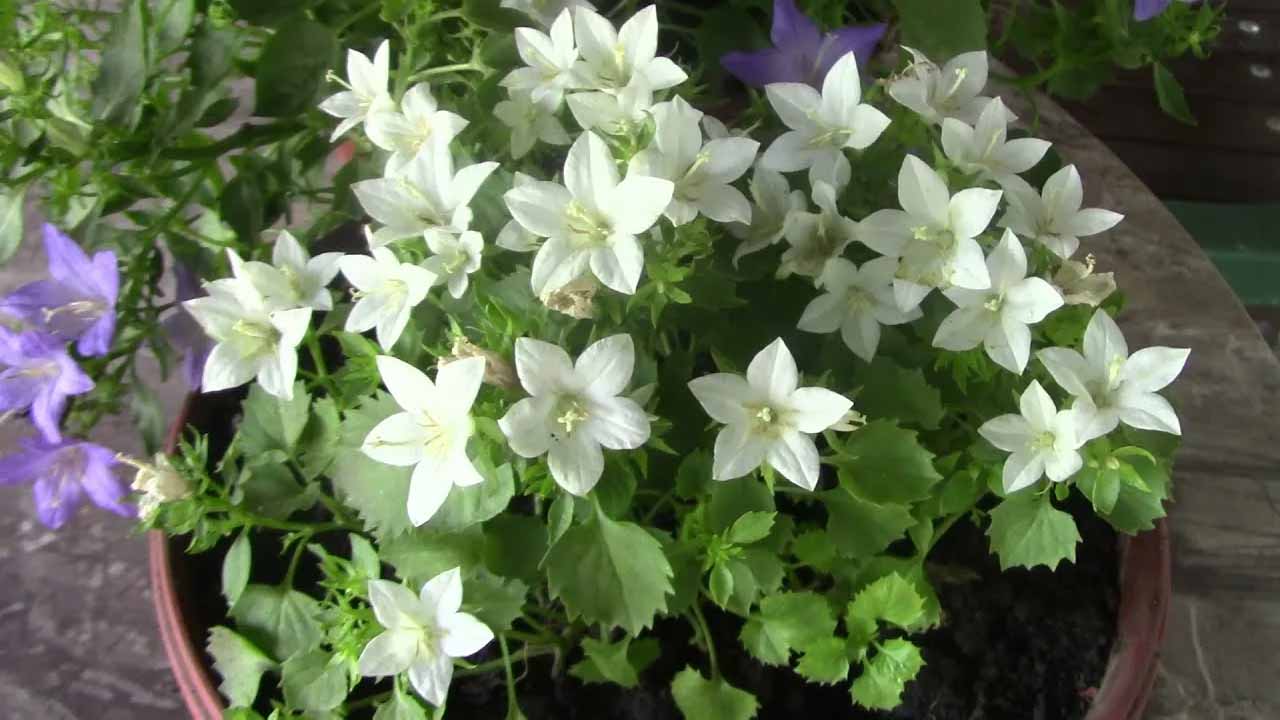 Как ухаживать за женихом и невестой: выращивание кампанулы