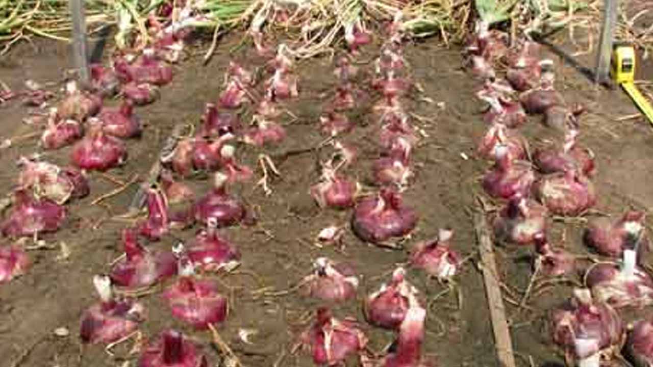 Красный лук: сладкий, совсем не жжёт, но с тонкой «броней» и хуже хранится