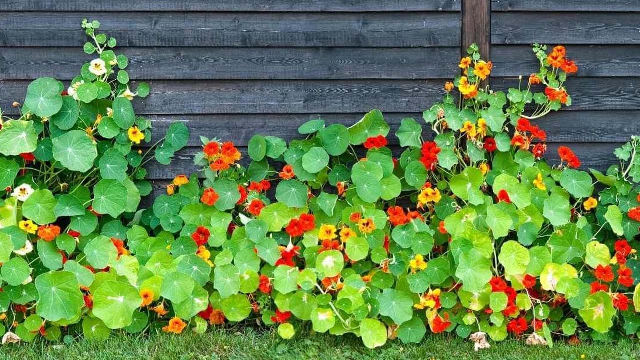 Как выбрать настурцию и продлить её цветение