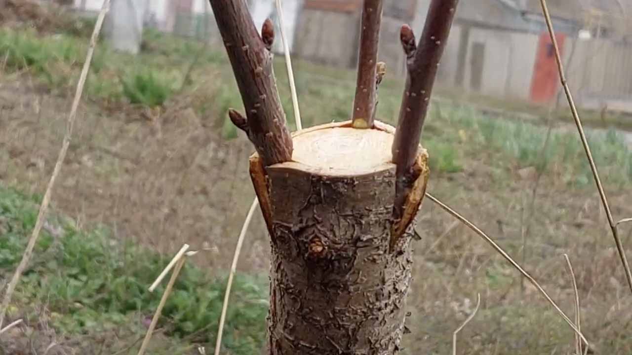 Как привить плодовое дерево: два способа и советы по уходу