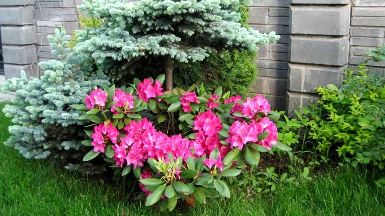 Как посадить и ухаживать за рододендроном: секреты пышного цветения