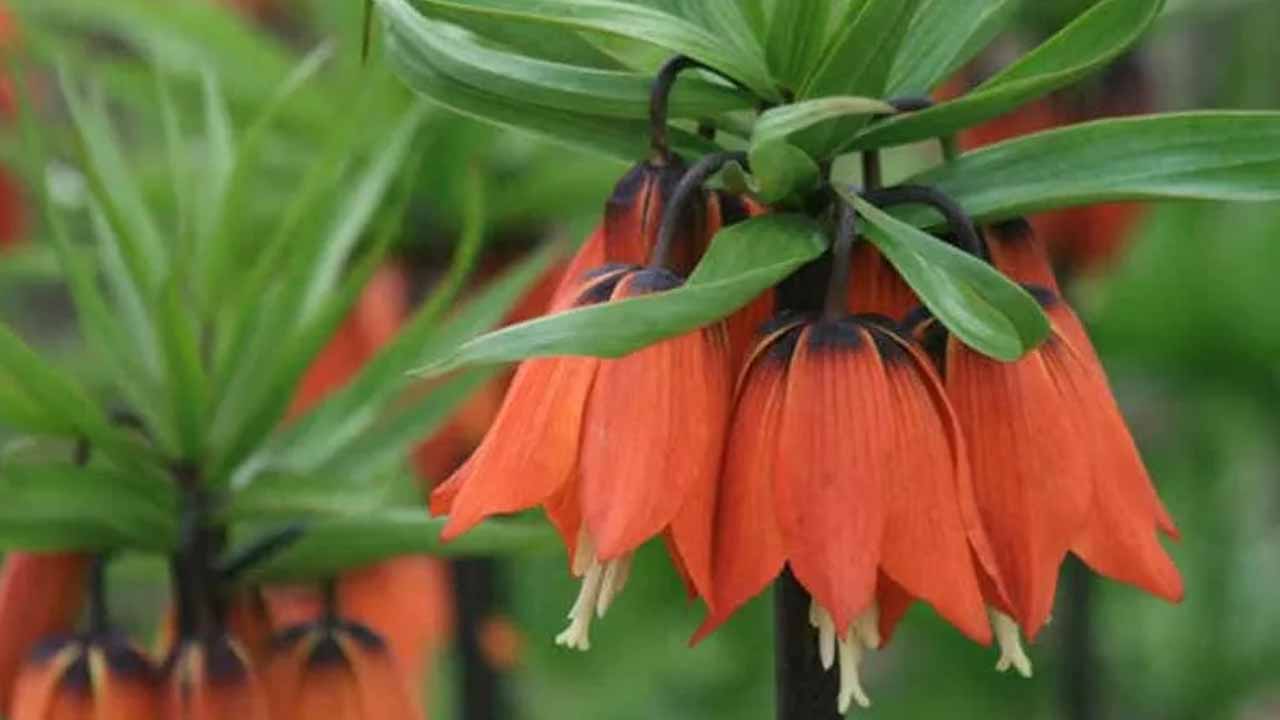 Почему рябчики не цветут и как это исправить