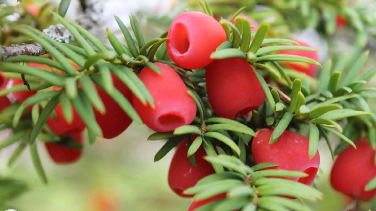 Тис ягодный: вечнозеленая драгоценность для вашего сада, скрывающая смертельную опасность