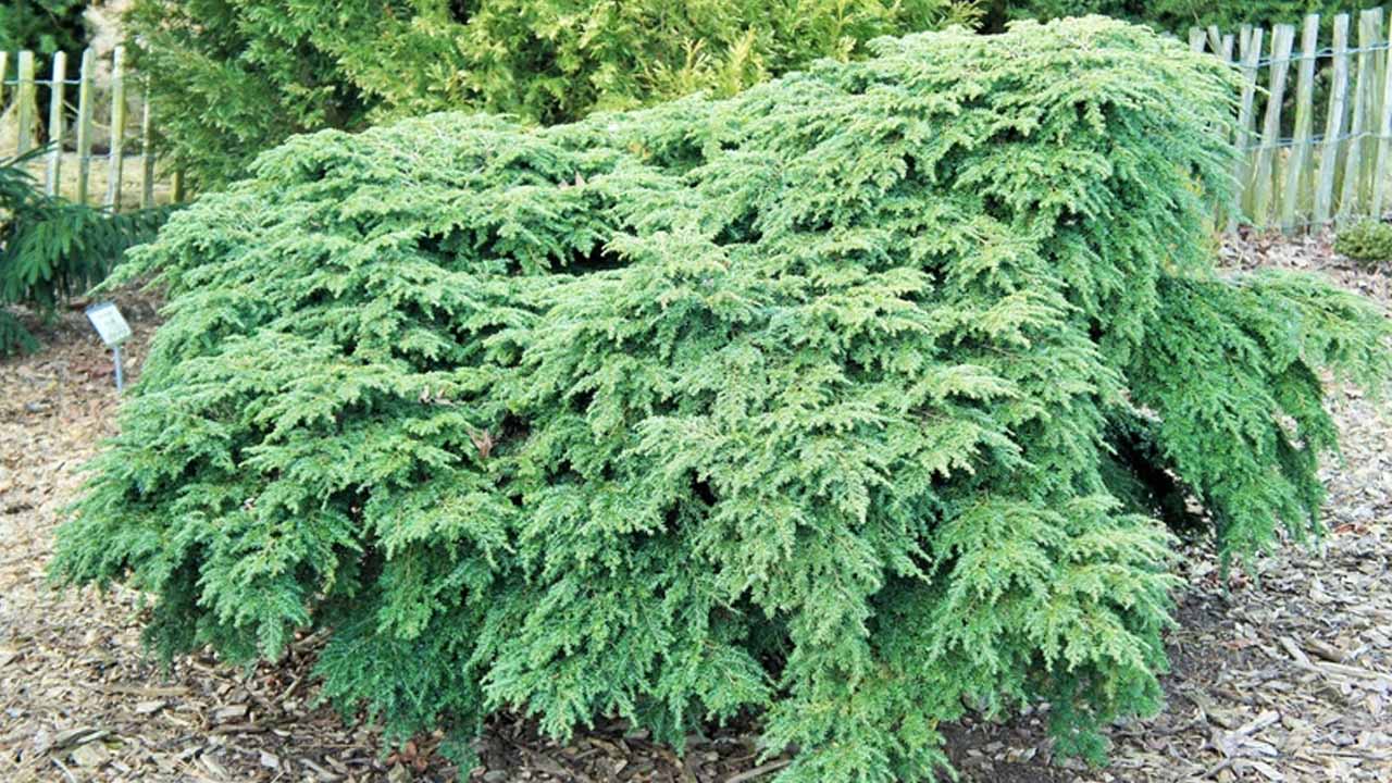 Тсуга канадская: зимостойкая и теневыносливая красавица, которая заслуживает места в вашем саду