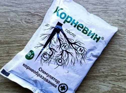 Корневин: обмакни влажный черенок — и корни пойдут в два раза быстрее